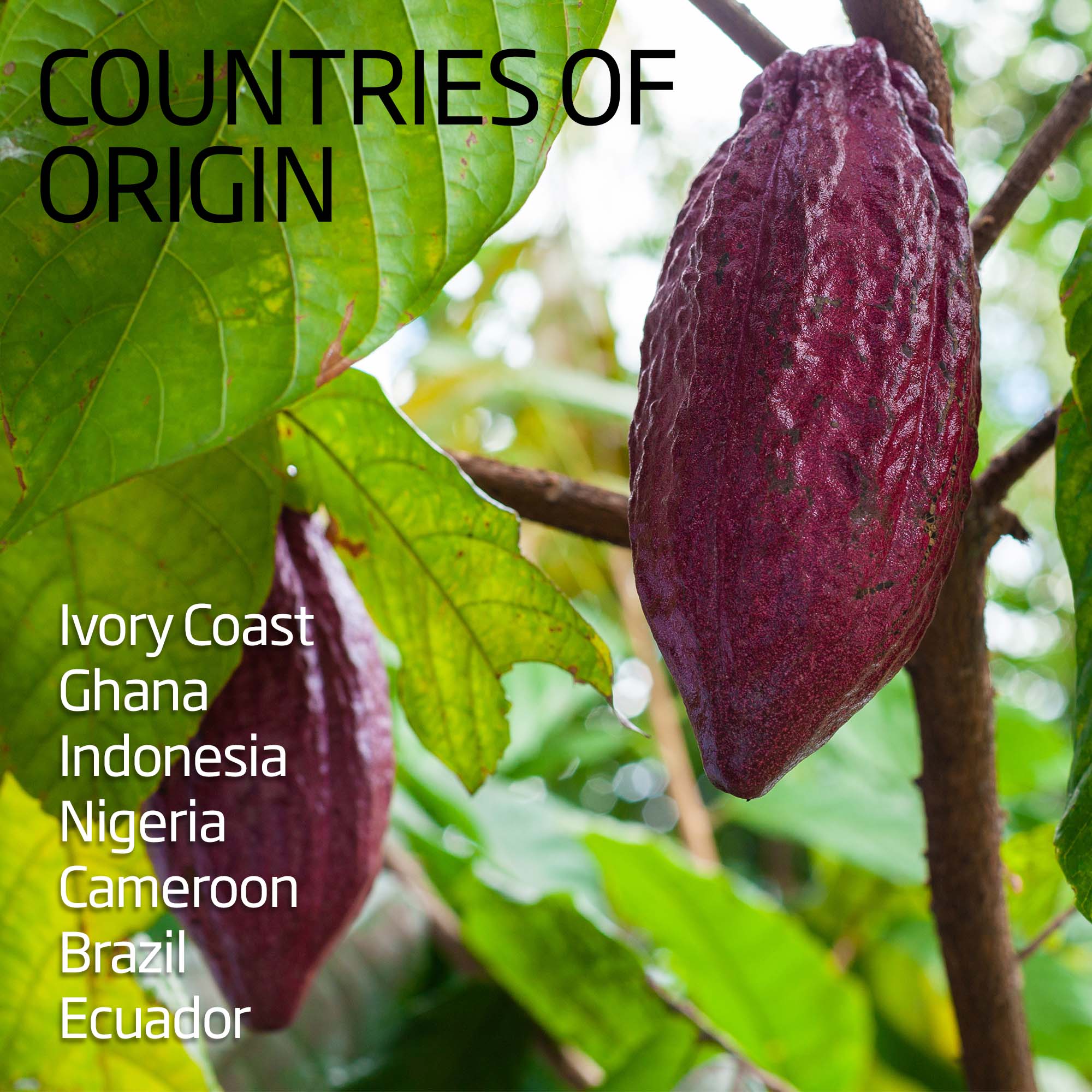 Cacao Bean / Pod - Image 4