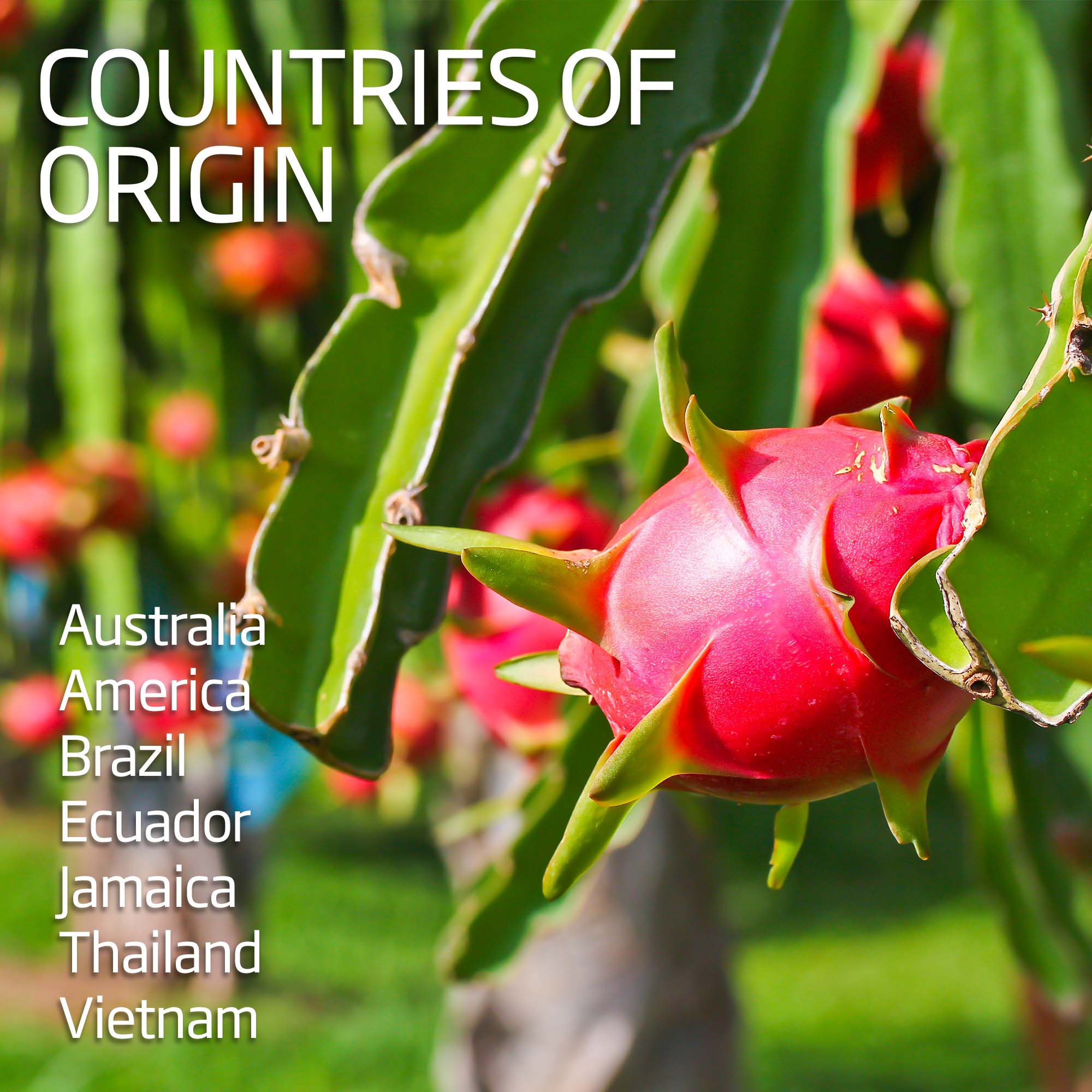 Dragon Fruit / Pitaya - White - Image 4