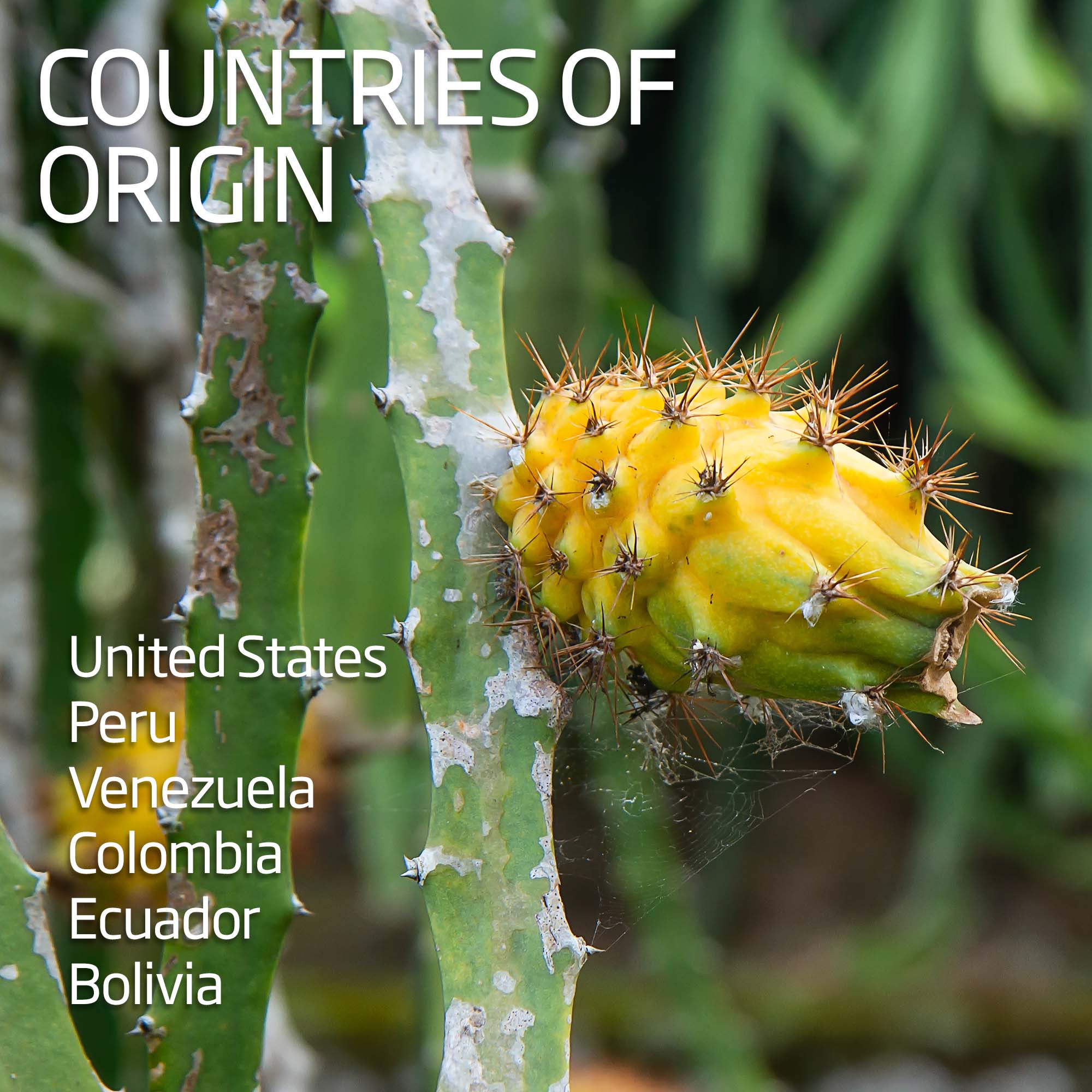 Dragon Fruit - Yellow Pitahaya - Image 4